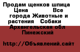 Продам щенков шпица › Цена ­ 25 000 - Все города Животные и растения » Собаки   . Архангельская обл.,Пинежский 